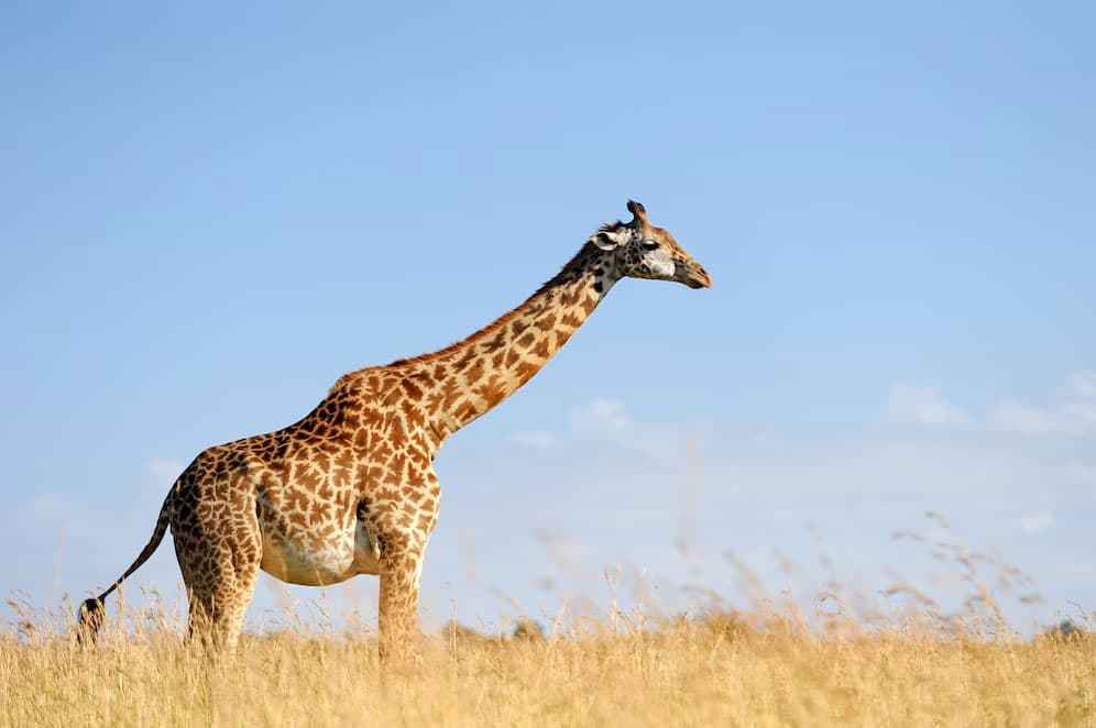 Nature Romp Safaris team and safari planning