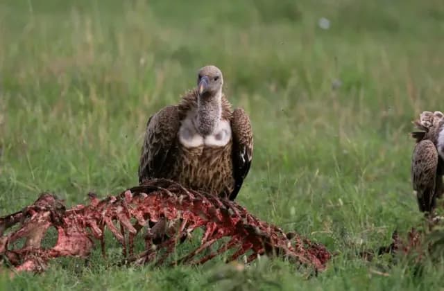 Maasai Mara — photo 3