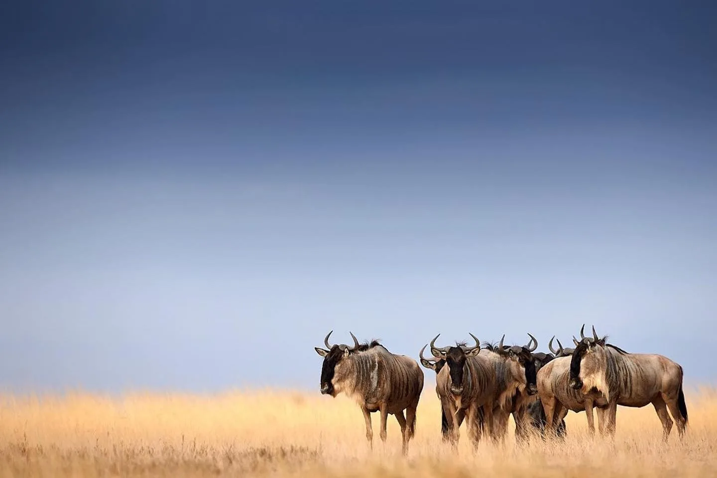 Wildebeest-In-Amboseli.jpeg