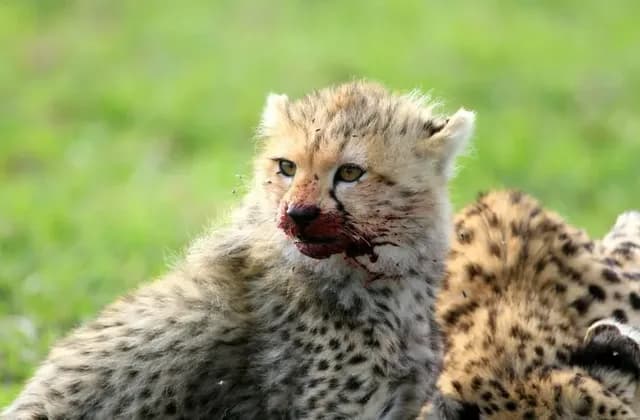 Maasai Mara — photo 2