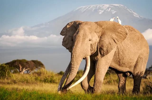 naturerompsafaris amboseli trips