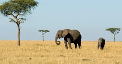 6 Days Kenya Economy / Budget Safari