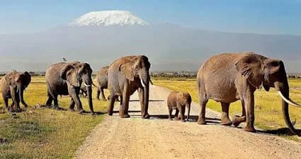 Amboseli — photo 1