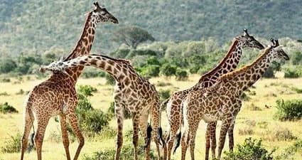 Maasai Mara — photo 5
