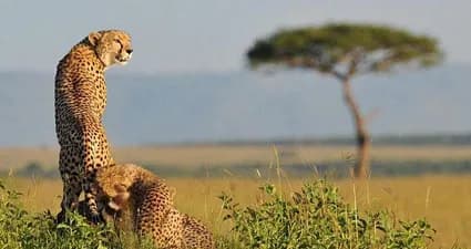 Maasai Mara — photo 1