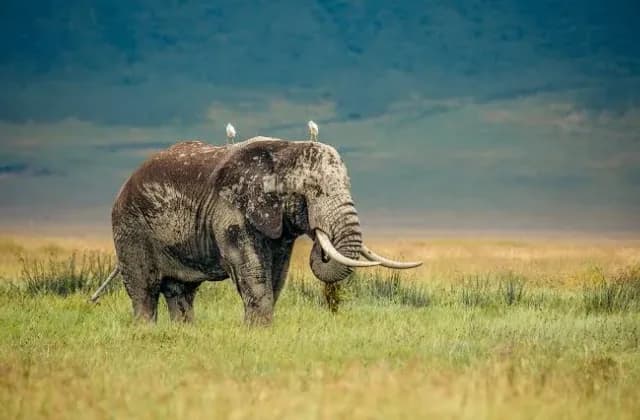 Ngorongoro Crater — photo 3