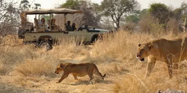 Ruaha National Park — photo 3