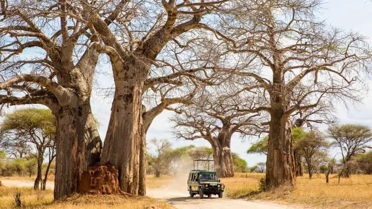 Ruaha National Park — photo 2