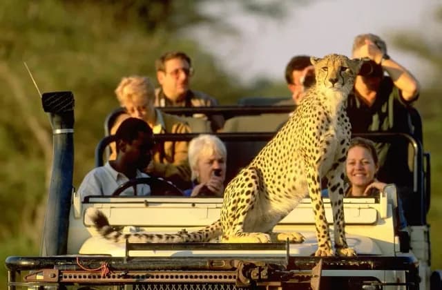 group joining safaris