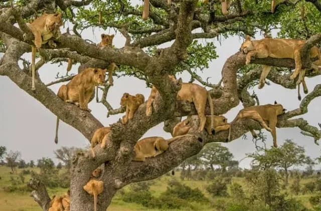 Serengeti National Park — photo 5
