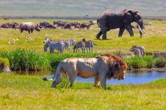 Serengeti National Park — photo 3
