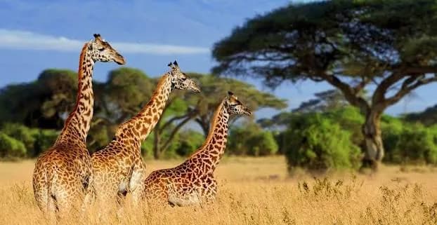 Tarangire National Park — photo 3