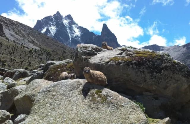Mount Kenya Climbing — photo 3