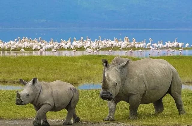 Lake Nakuru National Park — photo 1