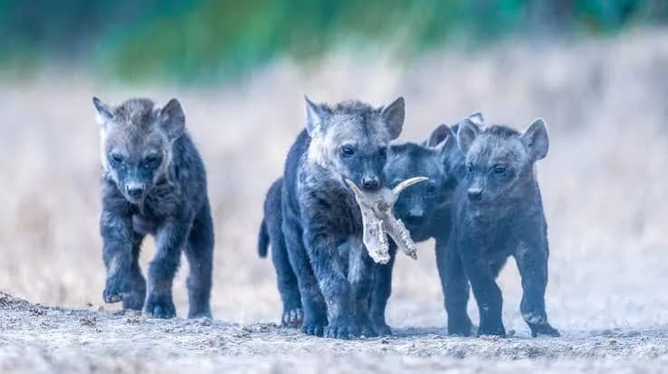Ol Pejeta Conservancy — photo 3