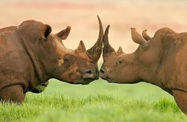 Ol Pejeta Conservancy — photo 2