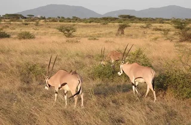 Samburu National Reserve — photo 3