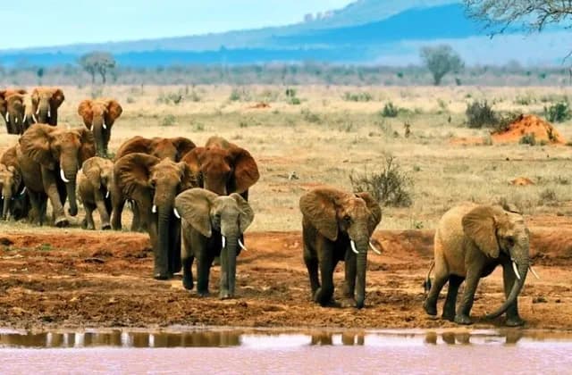 Tsavo East National Park — photo 6