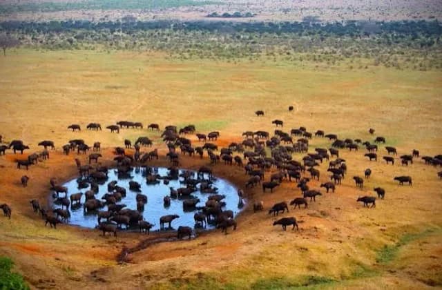 Tsavo West National Park — photo 5