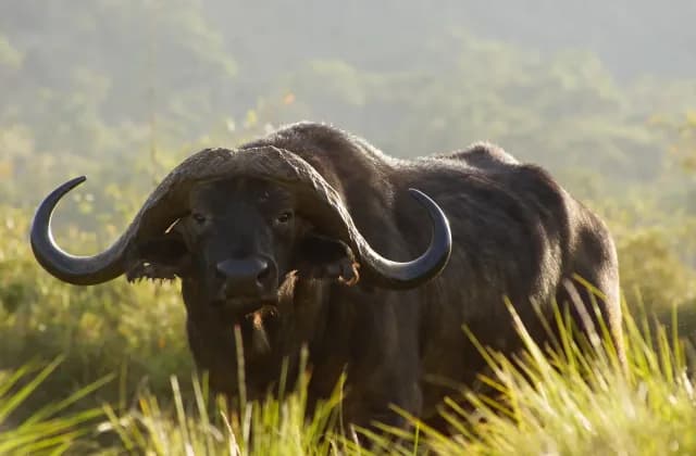 Aberdare National Park — photo 2