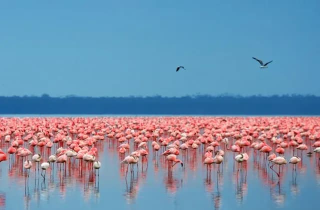 Lake Nakuru National Park — photo 4