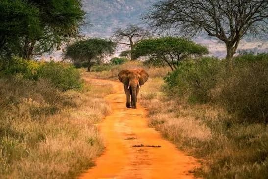 Tsavo West National Park — photo 1