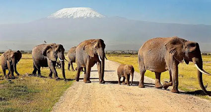 4 Days Amboseli, Tsavo West, Tsavo East & Mombasa