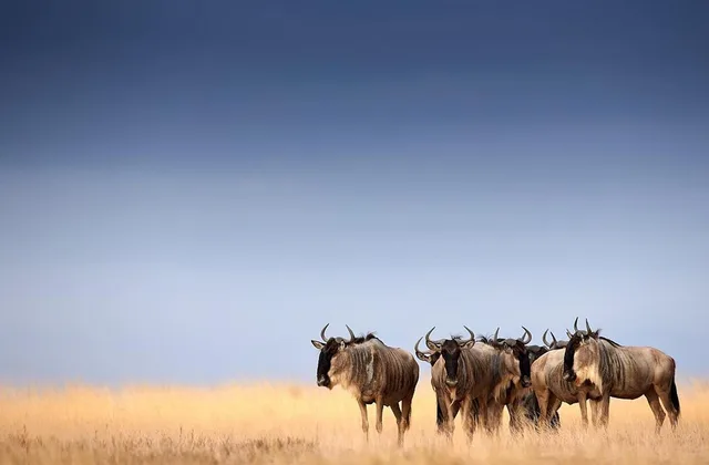 Nature Romp safari vehicle crossing a golden East African landscape
