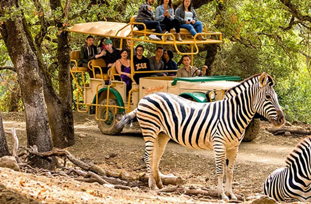 Why Choose East Africa Tour Operators for Your Next Adventure